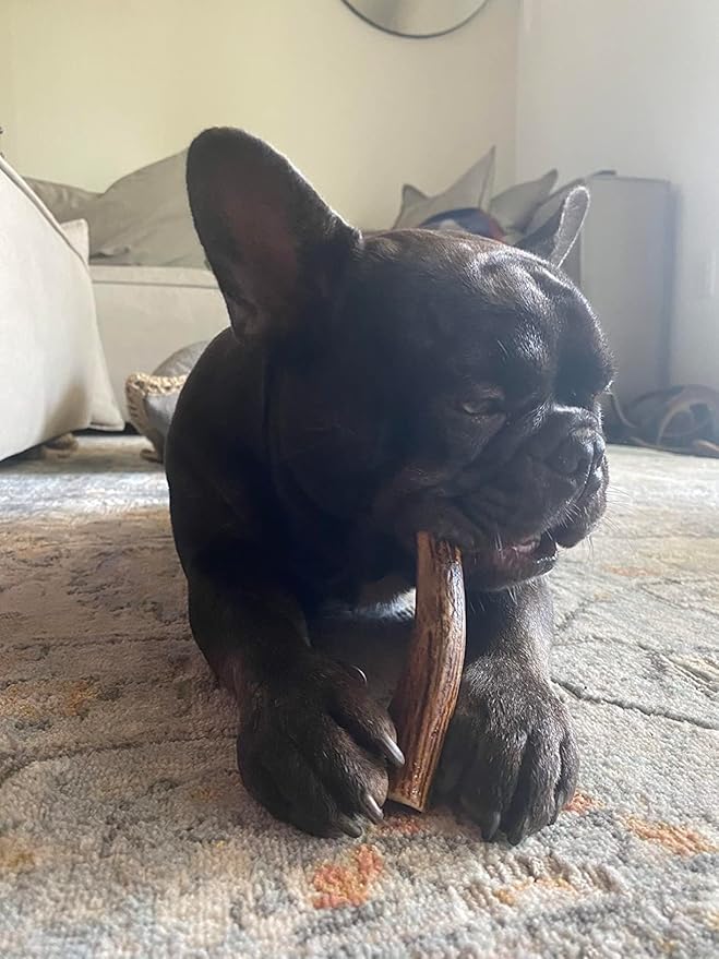 WhiteTail Naturals - Antlers for Small Dogs (6 Pack) Deer Antler Dog Chew Bones for Small Aggressive Chewers - Long Lasting Horn Chew Toys - Naturally Shed