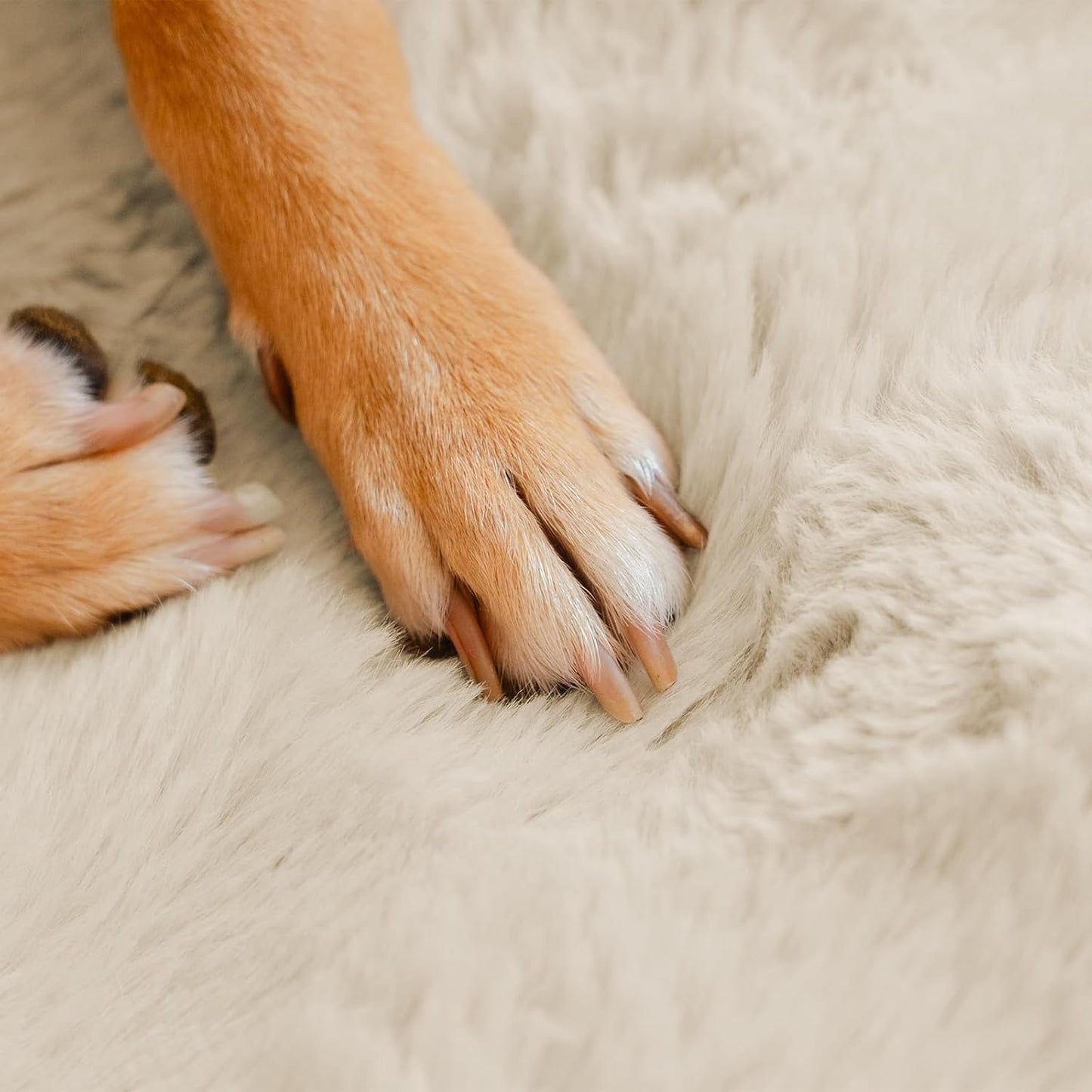 FUNNY FUZZY Fluffy Dog Car Seat Cover for Back Seat (Bench), Water-Resistant with Nonslip Backing,Pet Seat Protector for Cars SUVs Trucks（Beige