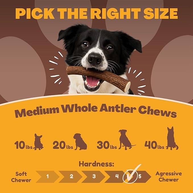 WhiteTail Naturals - Deer Antlers for Dogs - (Thick-Medium- 1 Pack) - All Natural Antler Dog Chew - Naturally Shed, Long Lasting Chew Bone, Made in USA