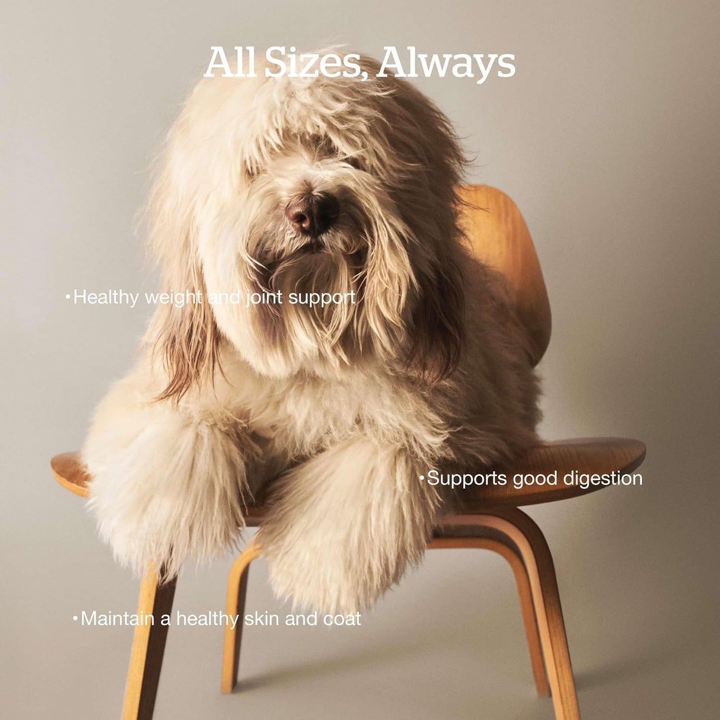 Now Fresh Grain-Free Premium Dry Dog Food with Lamb & Pork, Healthy Kibble for Adults Made with Real Red Meat, Chicken-Free Recipe, Enhanced with Pumpkin & Probiotics for Good Digestion, 22 lb Bag