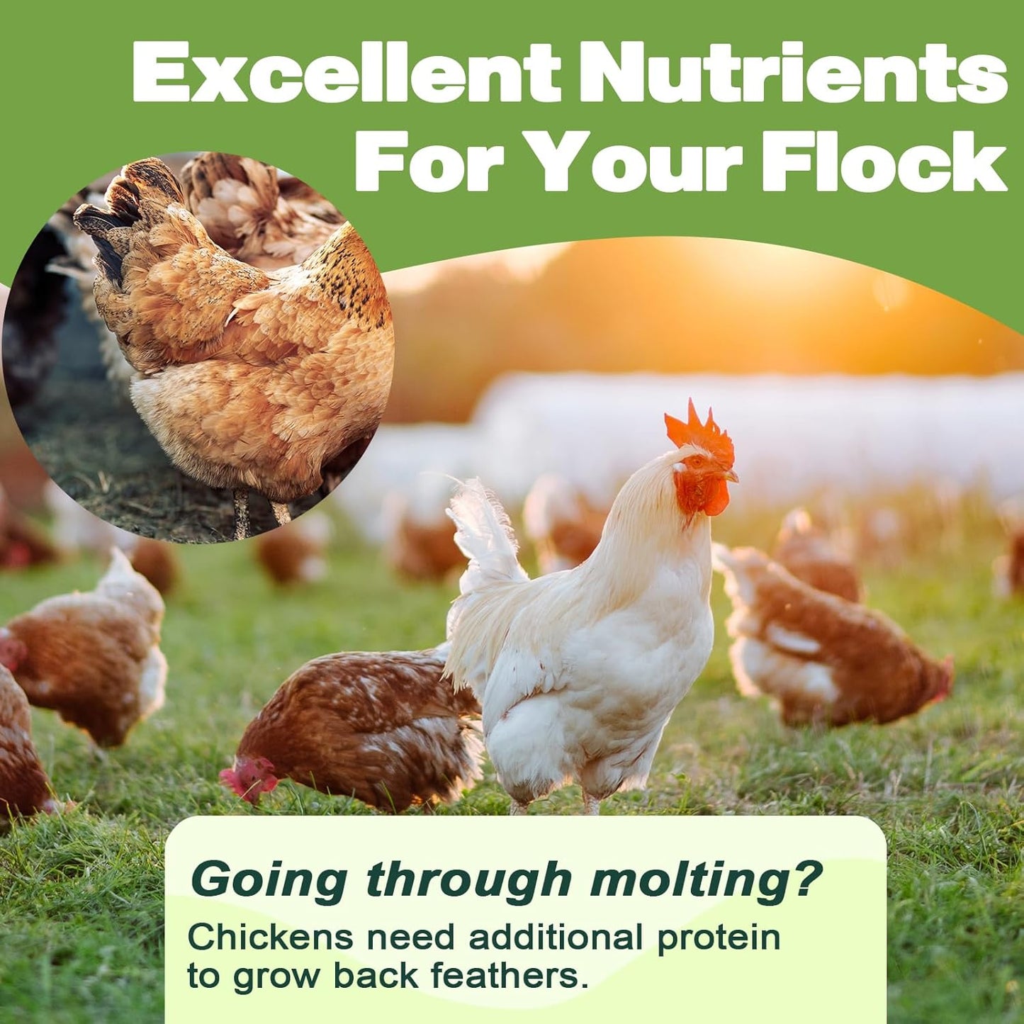 Dried Mealworms 2 LBS-100% Natural Non GMO High Protein Treat for Chicken & Wild Birds, Plus Small Pets