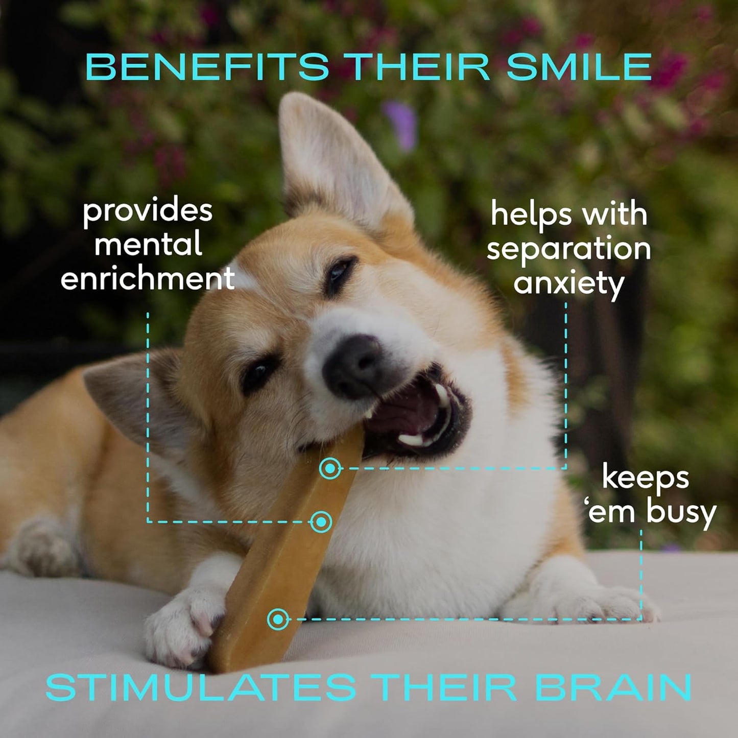 Native Pet Yak Chews for Dogs (5 Small Chews) & (3 Large Chews) - All Natural Dental Chew for Dogs Made with Yak Cheese for Aggressive Chewers