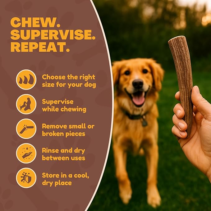 WhiteTail Naturals - Deer Antlers for Dogs - (Thick-Medium- 1 Pack) - All Natural Antler Dog Chew - Naturally Shed, Long Lasting Chew Bone, Made in USA