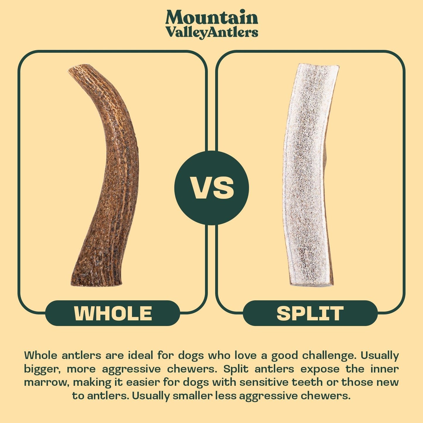 Mountain Valley Elk Antlers for Dogs - 100% Natural & Organic Chew for Aggressive Chewers, No Odor, No Mess, Long Lasting - Wild-Foraged Naturally Shed Antlers in USA - Grade A, Whole Small (3 Pack)