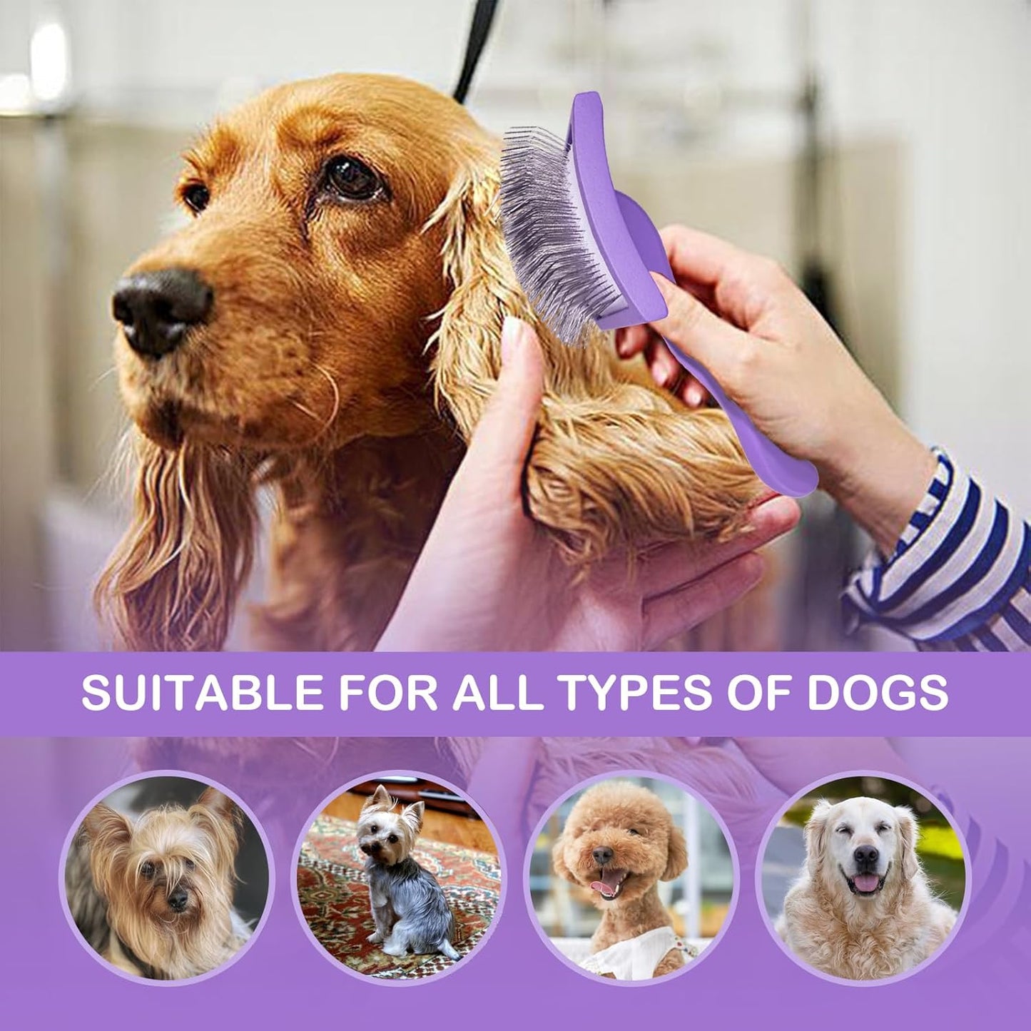 Dog Slicker Brush for Golden Doodle Grooming Kit - Dematting Brushes for Goldendoodles, Labradoodles, Poodles - Pet Hair Brush for Medium & Long Haired Dogs - Large (Purple)