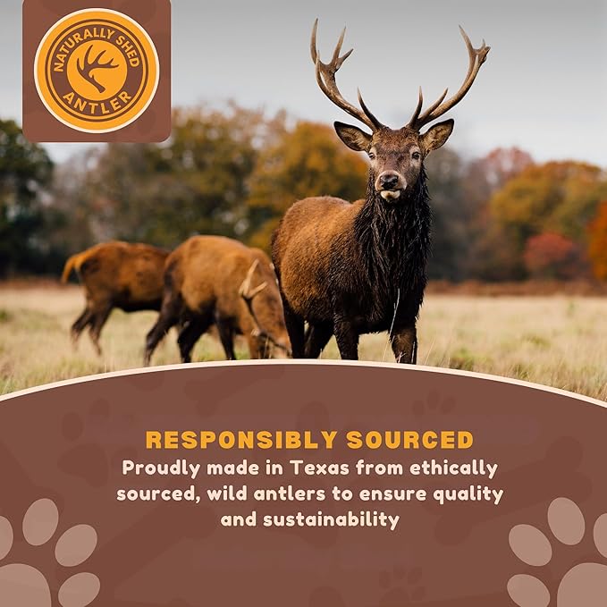 WhiteTail Naturals - Deer Antlers for Extra Small Dogs (12 Pack) Natural Dog Antler Chews for Puppies & Small Aggressive Chewers - Long Lasting Chew Bones