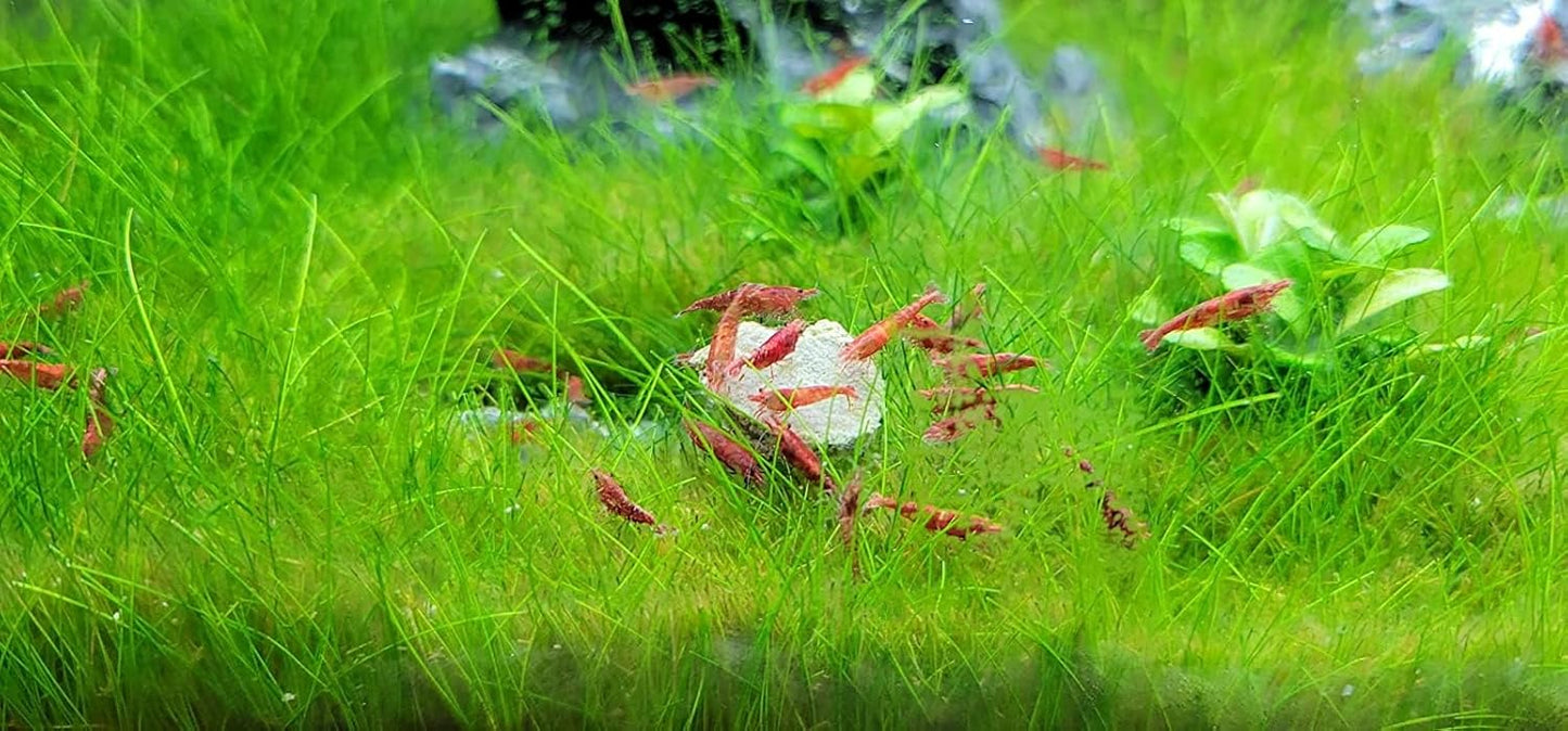 Aquatic Foods Inc. Calcium Enriched Sinking Food Disks for Shrimp, Snails, Crabs, Crayfish, Hermit Crabs, Plecos, Catfish, Bottom Fish, All Tropical Fish. 25 Small & 25 Medium Discs Jar