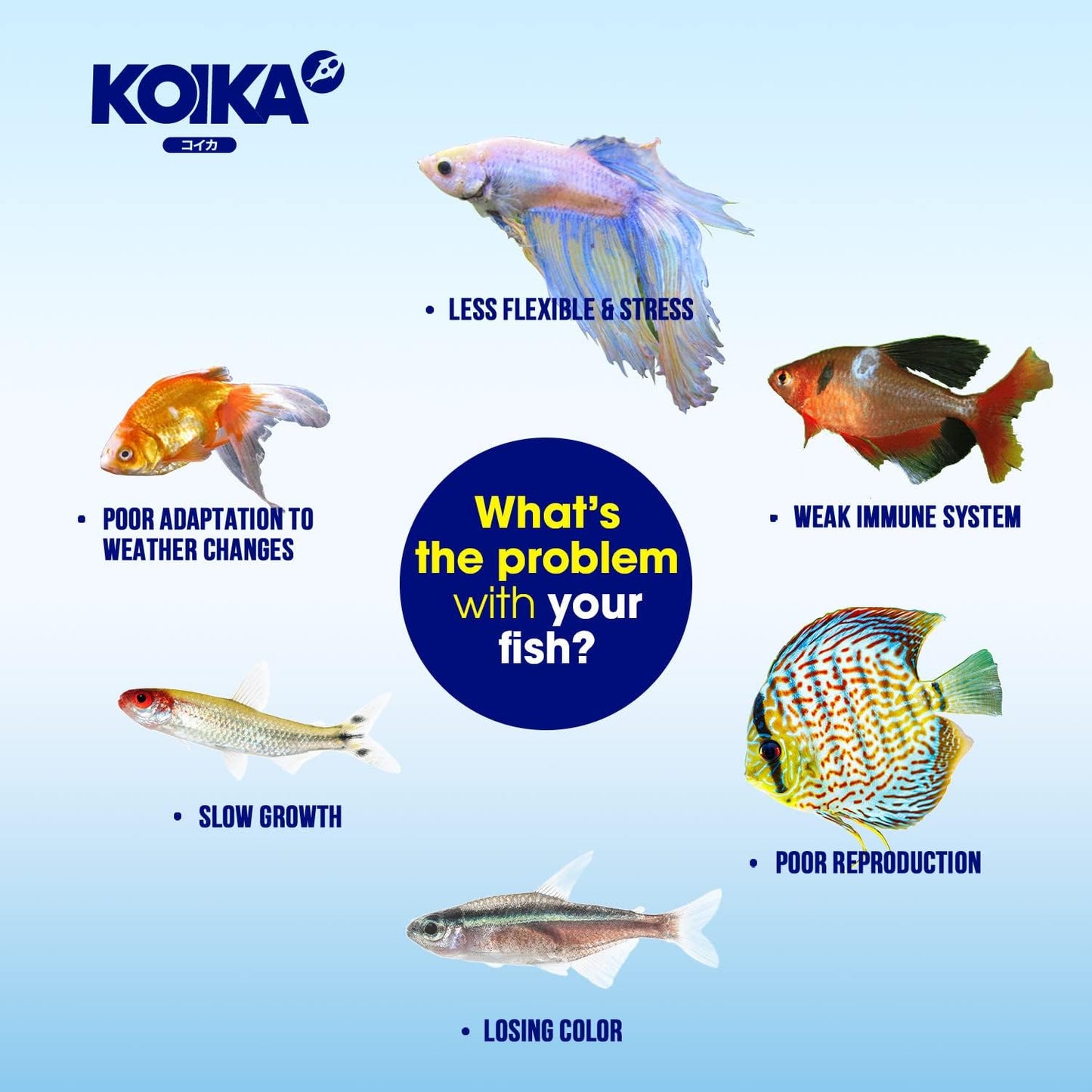 KOIKA BACM Natural Color Enhancement for Fish, Combination of Probiotic & Multi-Vitamins for Aquarium A, B6, B2, Pleasant Smell(BACM (Powder), 2.82 oz)