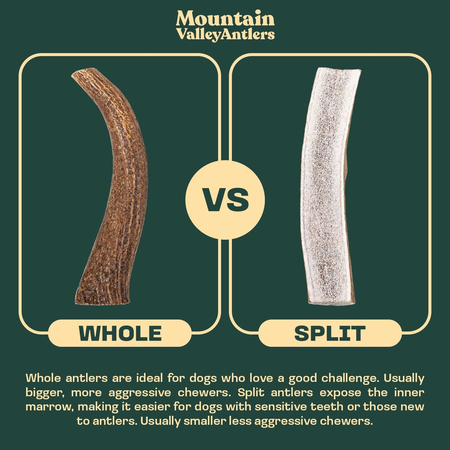 Mountain Valley Deer Antlers for Dogs - 100% Natural & Organic Chew for Aggressive Chewers, No Odor, No Mess, Long Lasting - Wild-Foraged Naturally Shed Antlers in USA - Grade A, Whole Medium (1 Pack)