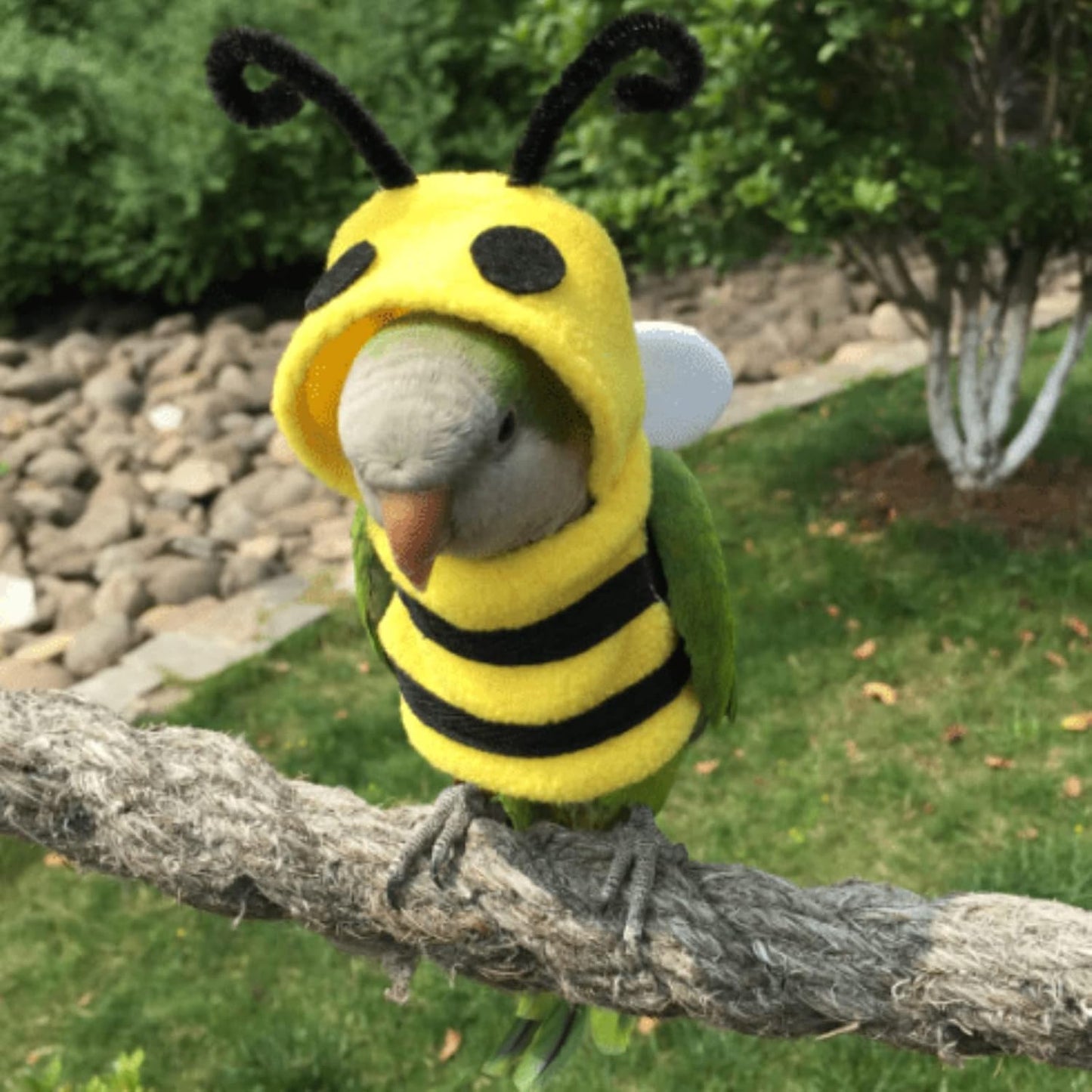 Bird Costume Diaper Flight Suit Bee Shape Hoodie Clothes Cosplay Photo Prop for Parrots Parakeet Cockatiel Sun Conure, Small Animals Apparel (Bee Without Diaper, Large), Green (BPF1)