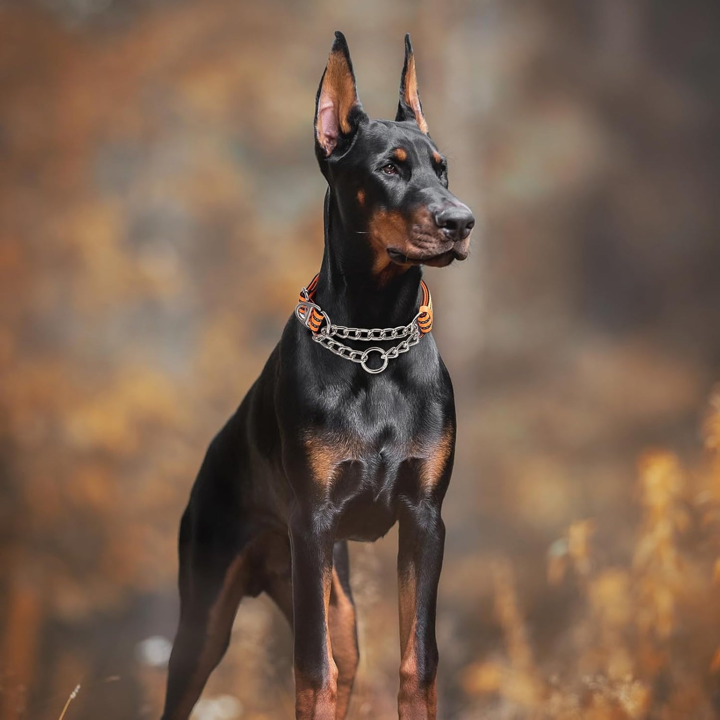 Martingale Collar for Dogs with Soft Padded,Trainer Approved Limited Slip Collar with Steel Chain,Reflective Adjustable Choke Dog Collar for Training, Walking, Hunting (Orange M)