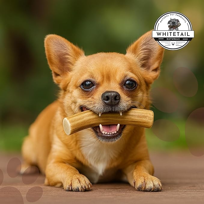 WhiteTail Naturals - Deer Antlers for Extra Small Dogs (12 Pack) Natural Dog Antler Chews for Puppies & Small Aggressive Chewers - Long Lasting Chew Bones