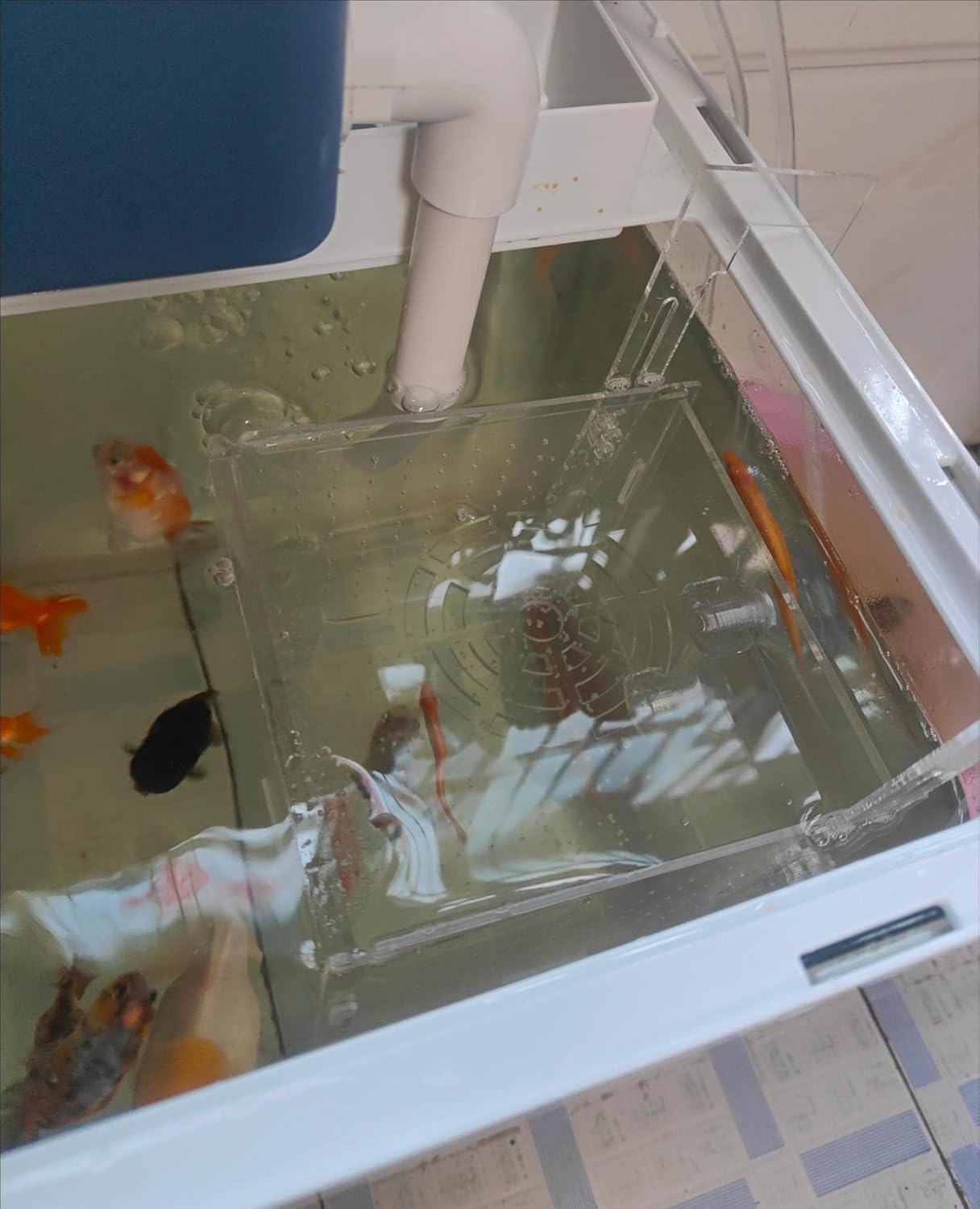 Acrylic Fish breeding Box, Acrylic Fish Isolation Box, Fish Separator for Aquarium, Hatchery Incubator with Suction Cups for Small Baby Fishes Shrimp Clownfish Guppy (5.9 * 5.9 * 5.9inch)