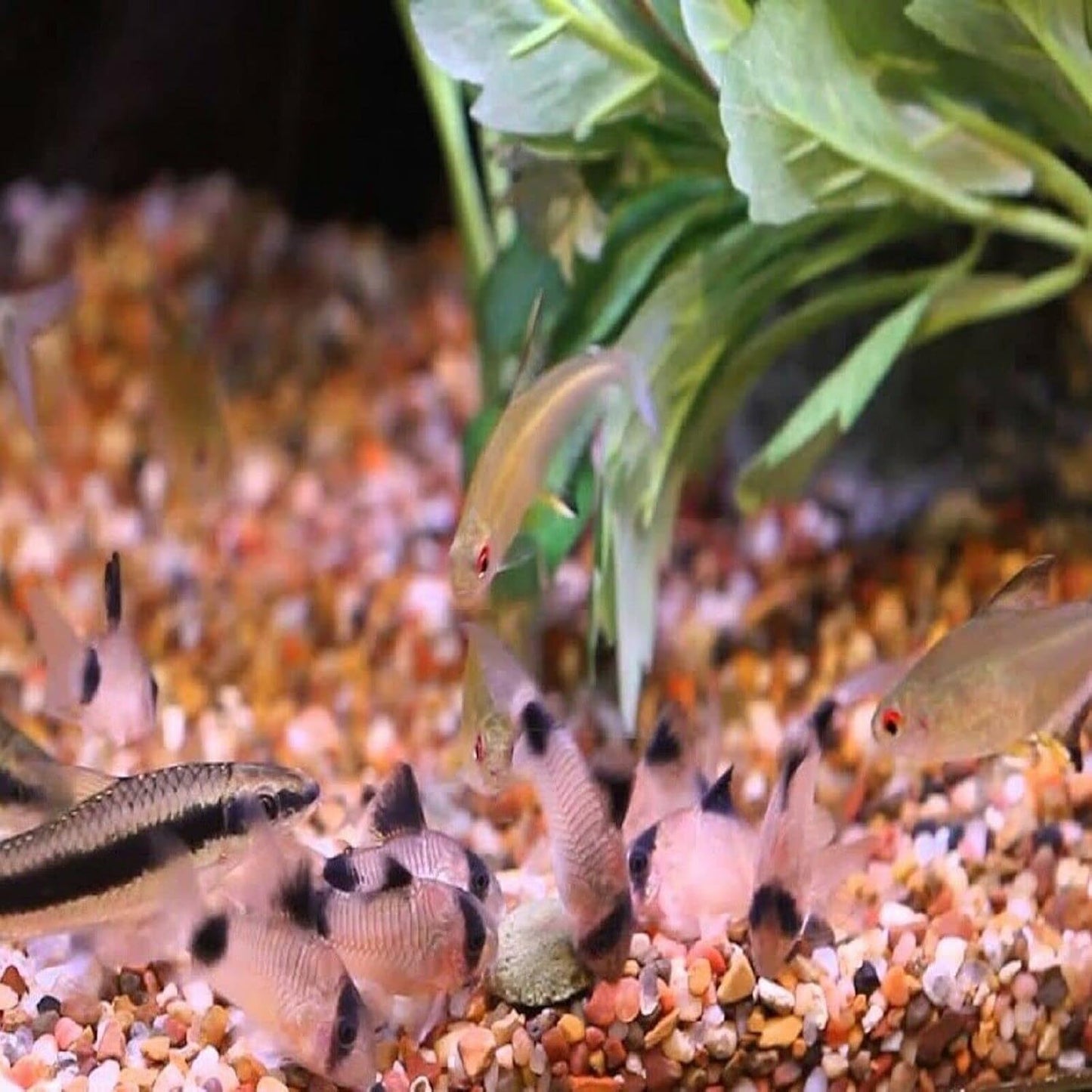 Aquatic Foods Inc. 18mm - 3/4" Sinking Wafers of Algae & Spirulina Ideal for Plecos, Bottom Fish, Catfish, Shrimp, Snails, All Herbivorous & Omnivorous Tropical Fish - Zeigler Wafers..2.5-lbs