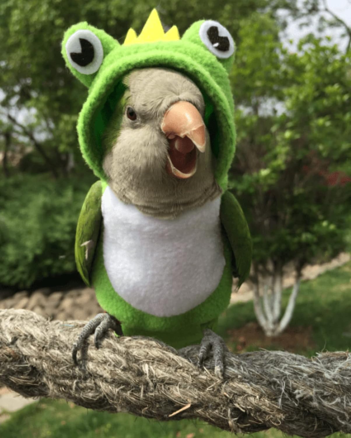 Bird Diaper Flight Suit Frog Shape Hoodie - Bird Clothes Cosplay Photo Prop for Parrots, Parakeet, Cockatiel & Sun Conure - Green with Diaper, Small