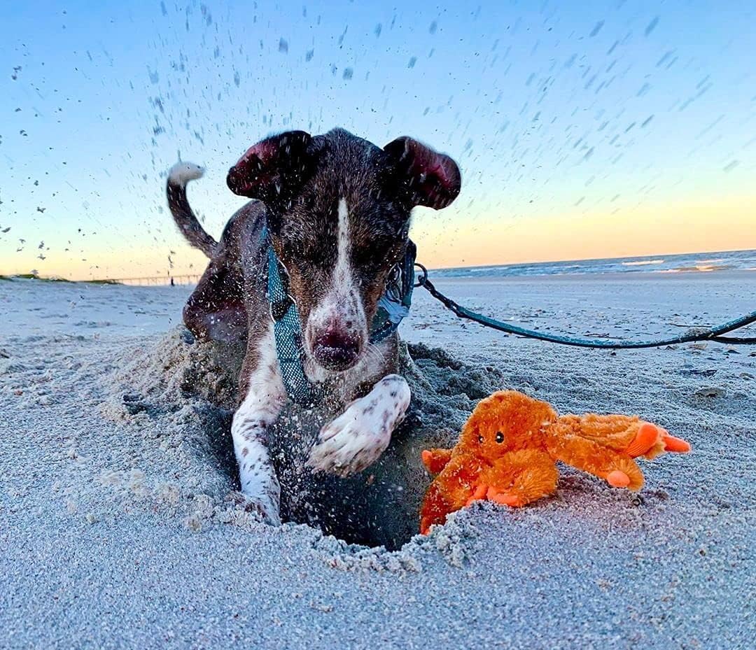 Jolly Pets Escali Arti 157SB Precision Glass Surface Kitchen, Crab, Large, JTA64