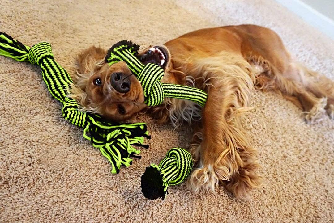 Jolly Pets Knot-N-Chew 3 Knot Squeaker Green/Black Large/x Large, JTJP043