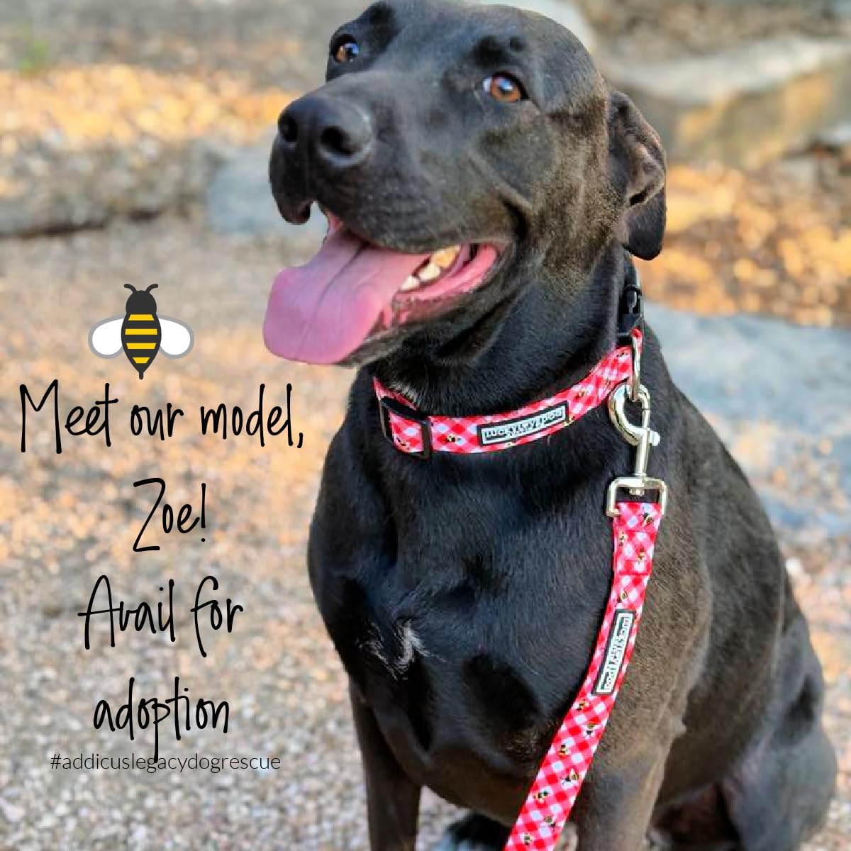 Lucky Love Dog - Easy Click Buckle Dog Collar with Leash Set Combo, Durable & Comfortable for Male & Female Dogs, Pet Collar for Small to Large Dogs, Secure Fit - Bailey Combo, Small