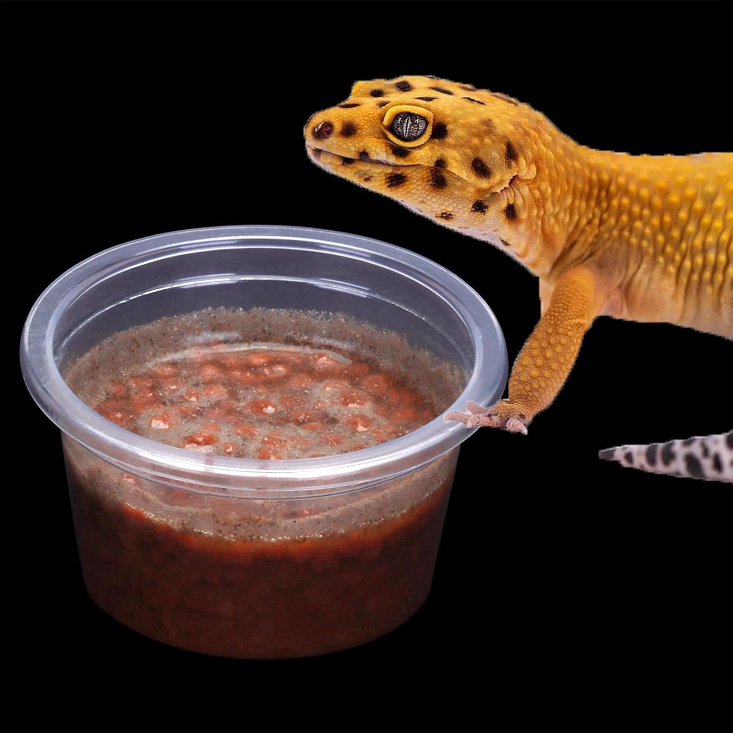 AIICIOO Gecko Feeder Ledge Cup 1oz Plastic Bowls 50 Pack Reptile Food Feeder Water Dish Ledge Accessories Bowls for Crested Gecko Lizards Chameleon Spiders Snake Frogs
