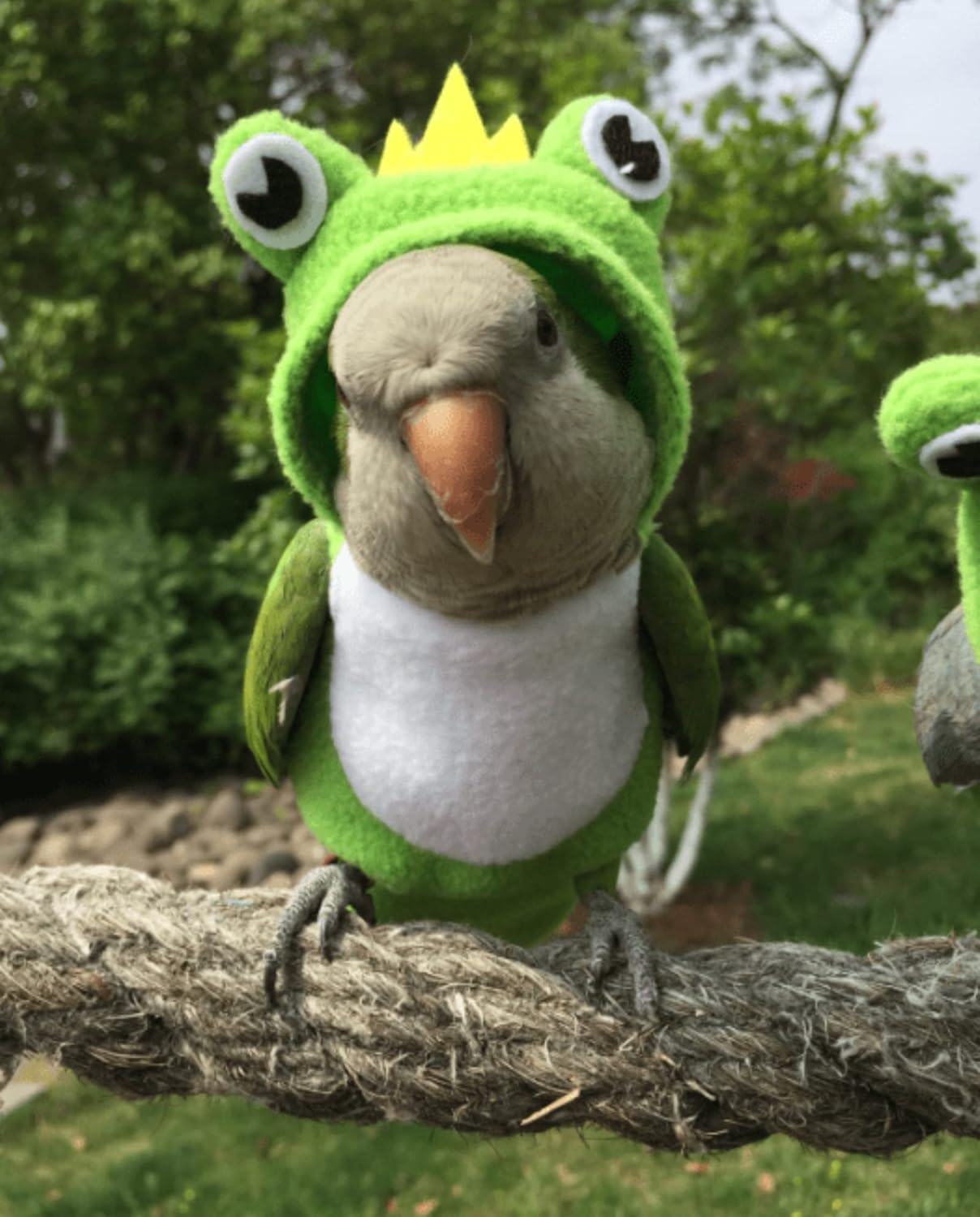 Bird Costume Diaper Flight Suit Frog Shape Hoodie Clothes Cosplay Photo Prop for Parrots Parakeet Cockatiel Sun Conure, Small Animals Apparel (Green with Diaper, Small), (BPF1)