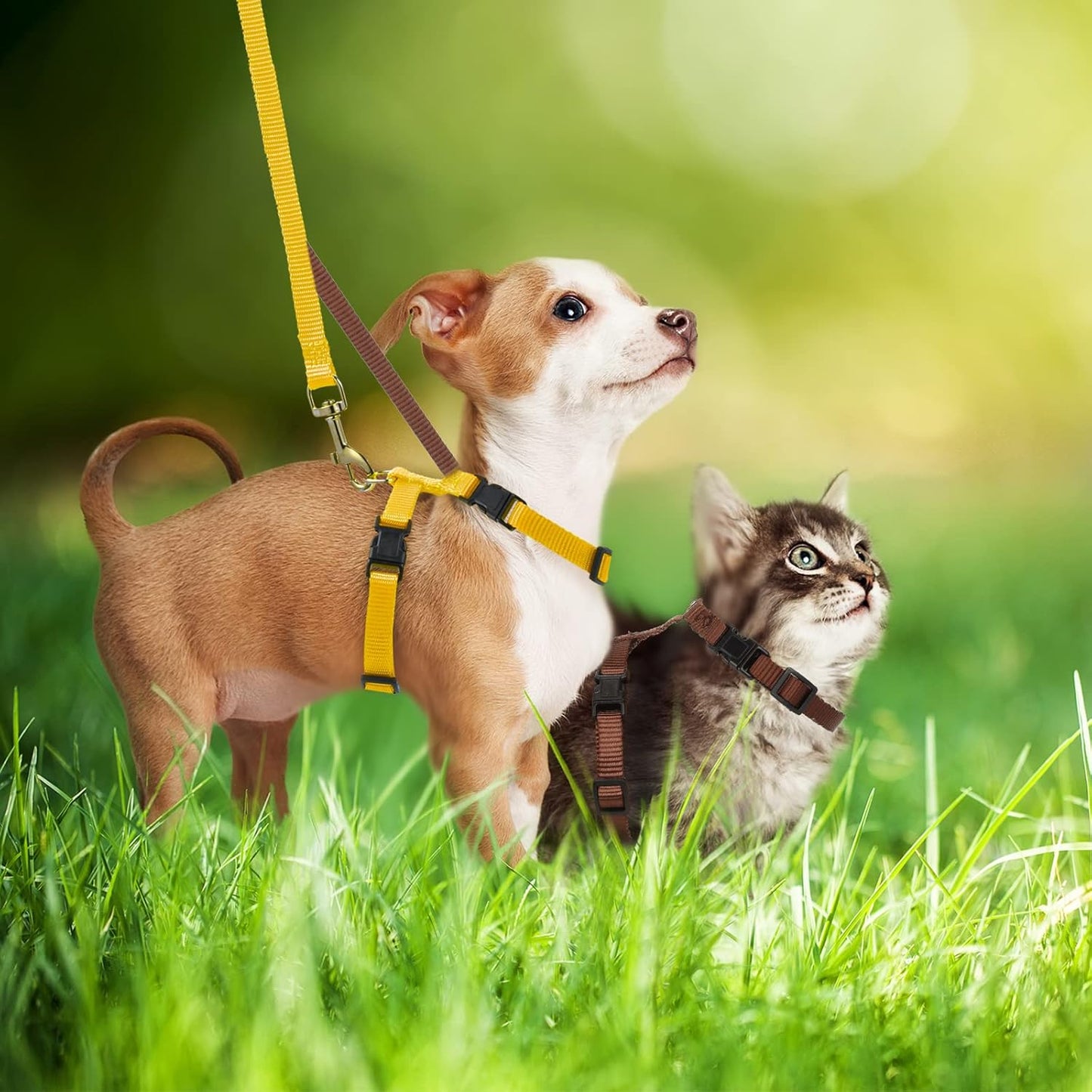 Outus 5 Pieces Adjustable Rabbit Harness and Leash Set Escape Proof Bunny Harness Vest for Pet Running Walk Jogging Bunny Cat Puppy Kitten Ferret and Other Small Pet(Vivid Color)