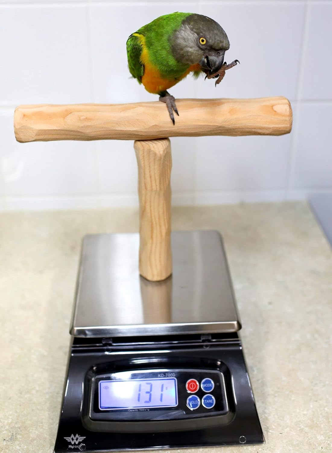 NU Perch Parrot Training Scale