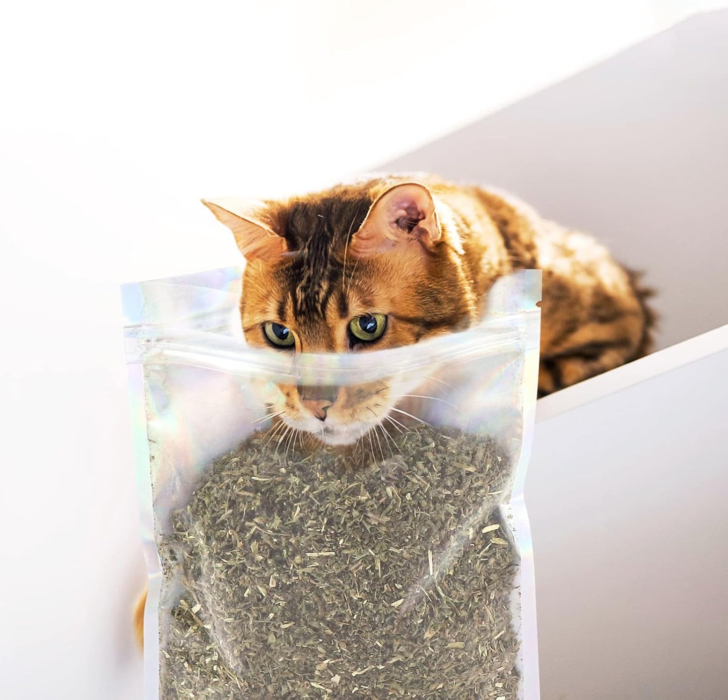 Dried Catnip, Natural Catmint, Used as a Snack or Filling Cat Toy, Delicately Dried and Sealed and Packaged for Easy Preservation (50g)
