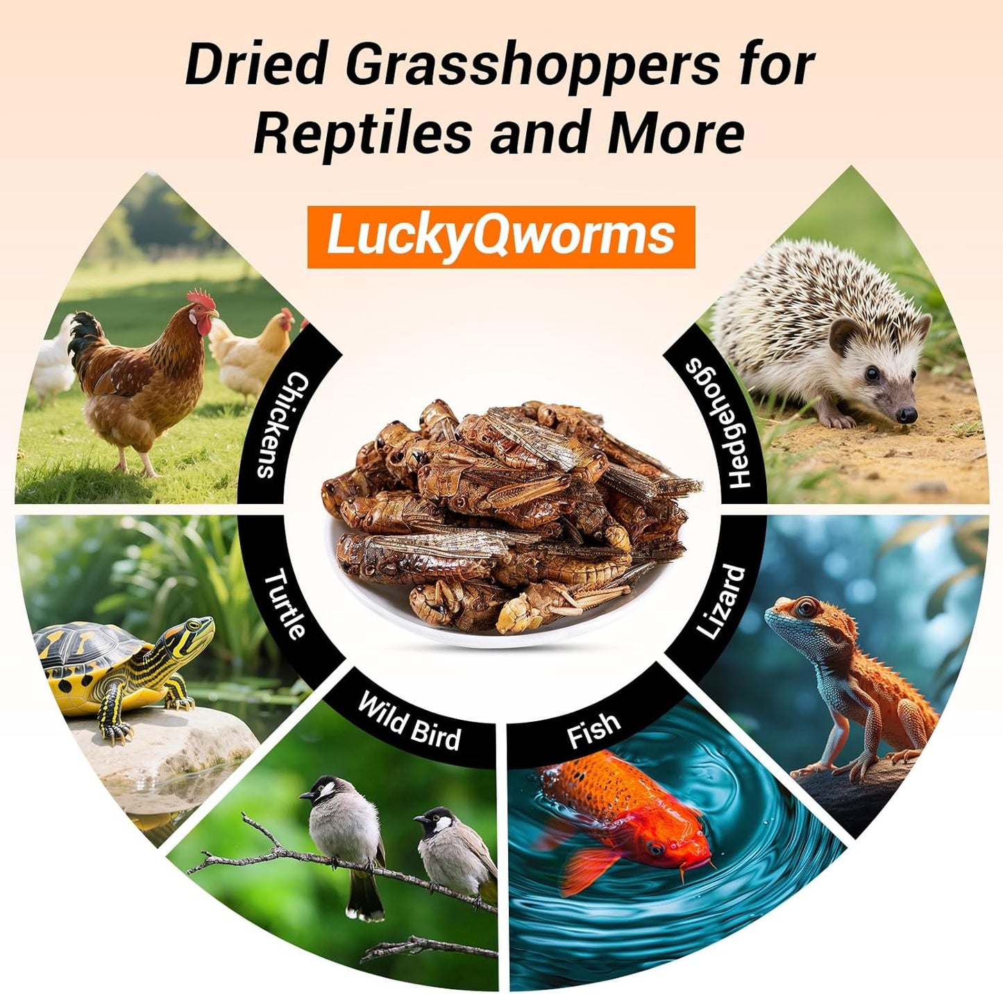 Freeze Dried Grasshoppers - High Protein Reptile & Bird Food, 1lb Resealable Bag for Bearded Dragons, Lizards, Hedgehogs | Natural, No Additives