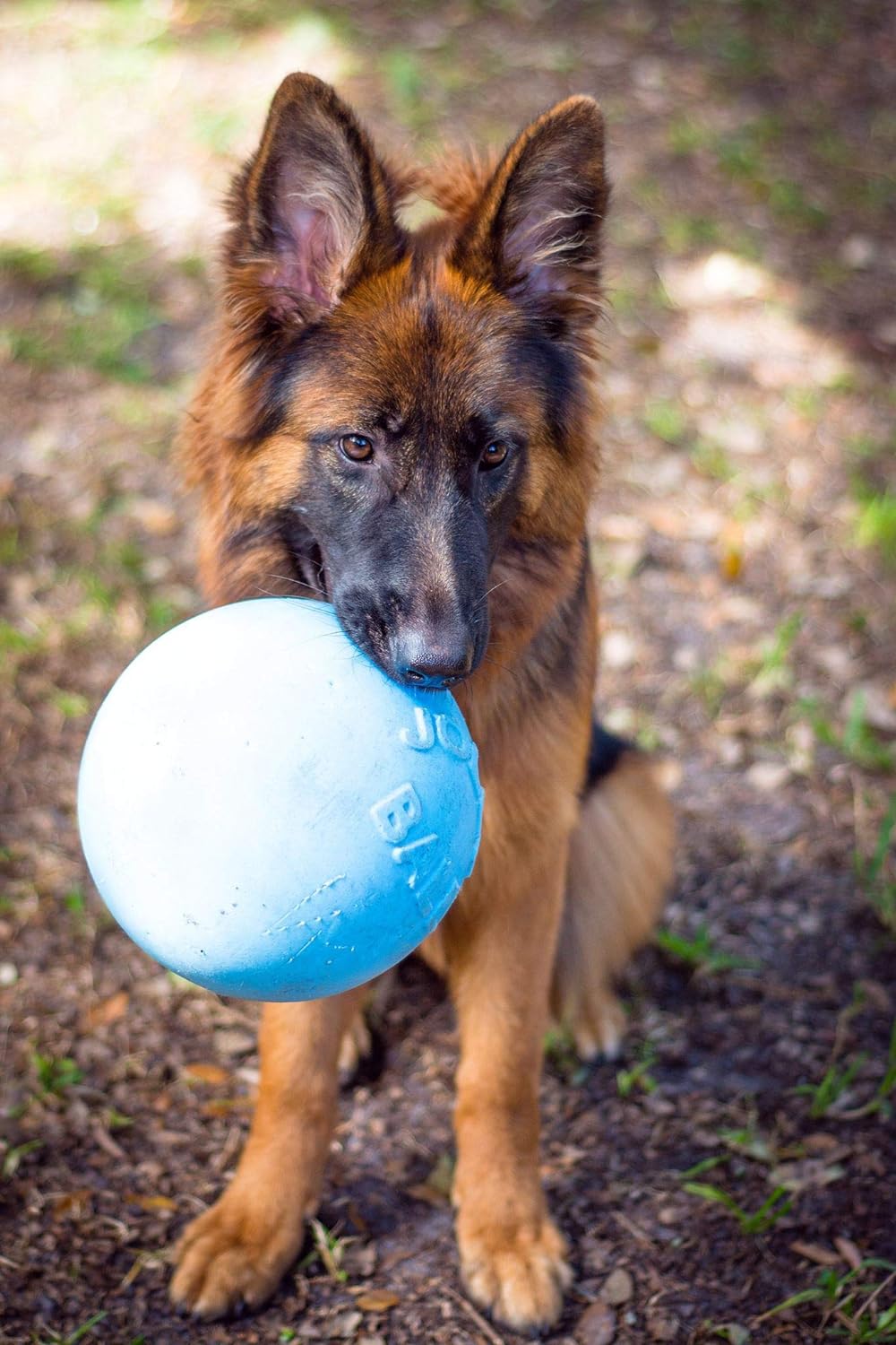 Jolly Pets Bounce-n-Play Dog Toy Ball, 8 Inches/Large, Blueberry, (Model: 2508 BB)