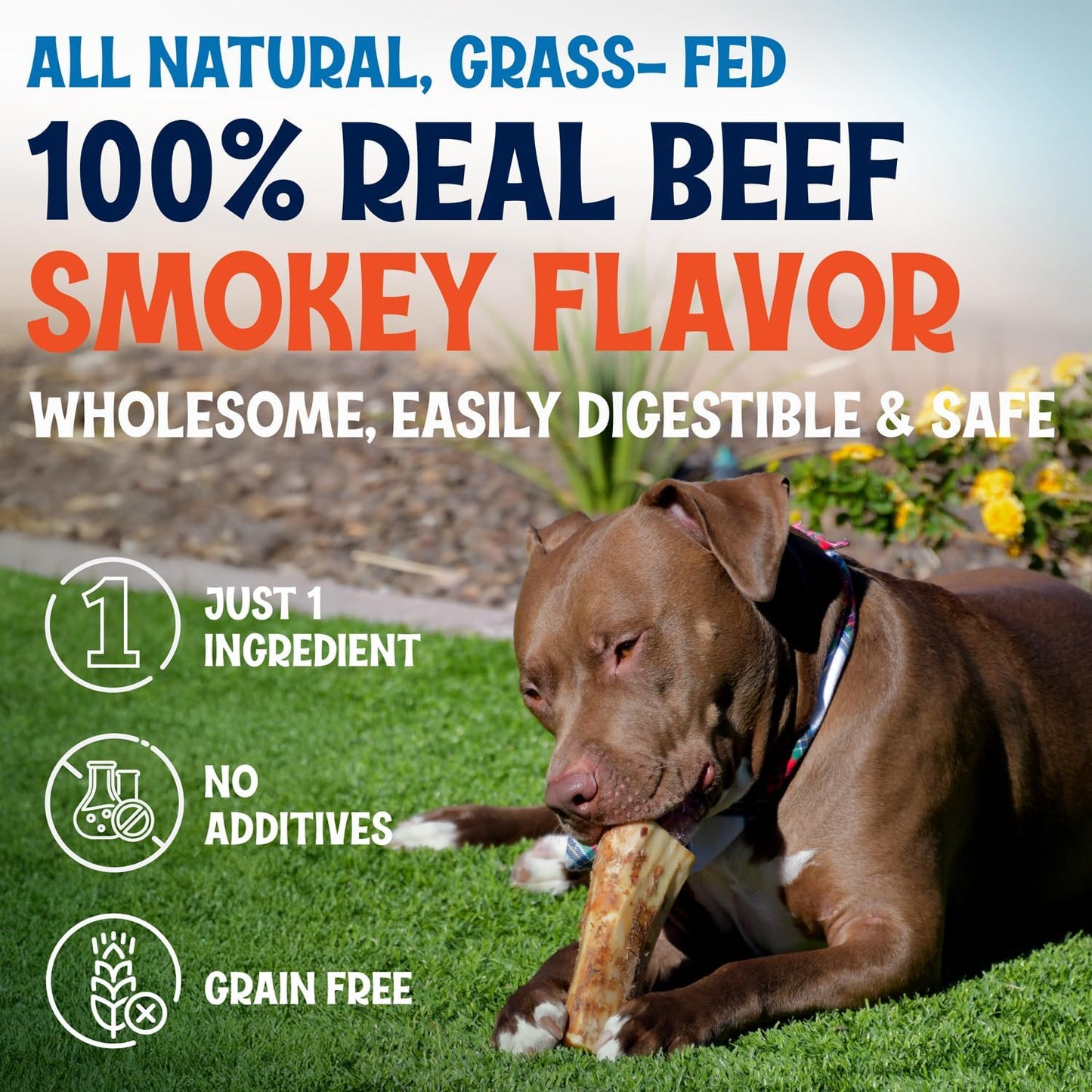 Marrow Bones for Large Dogs, 6 inch Natural Dog Bones for Aggressive Chewers, Long Lasting Treats, Grain-Free, Rawhide Alternative, Dental Health Snack, USA Packaged, Low Odor (6 Pack)