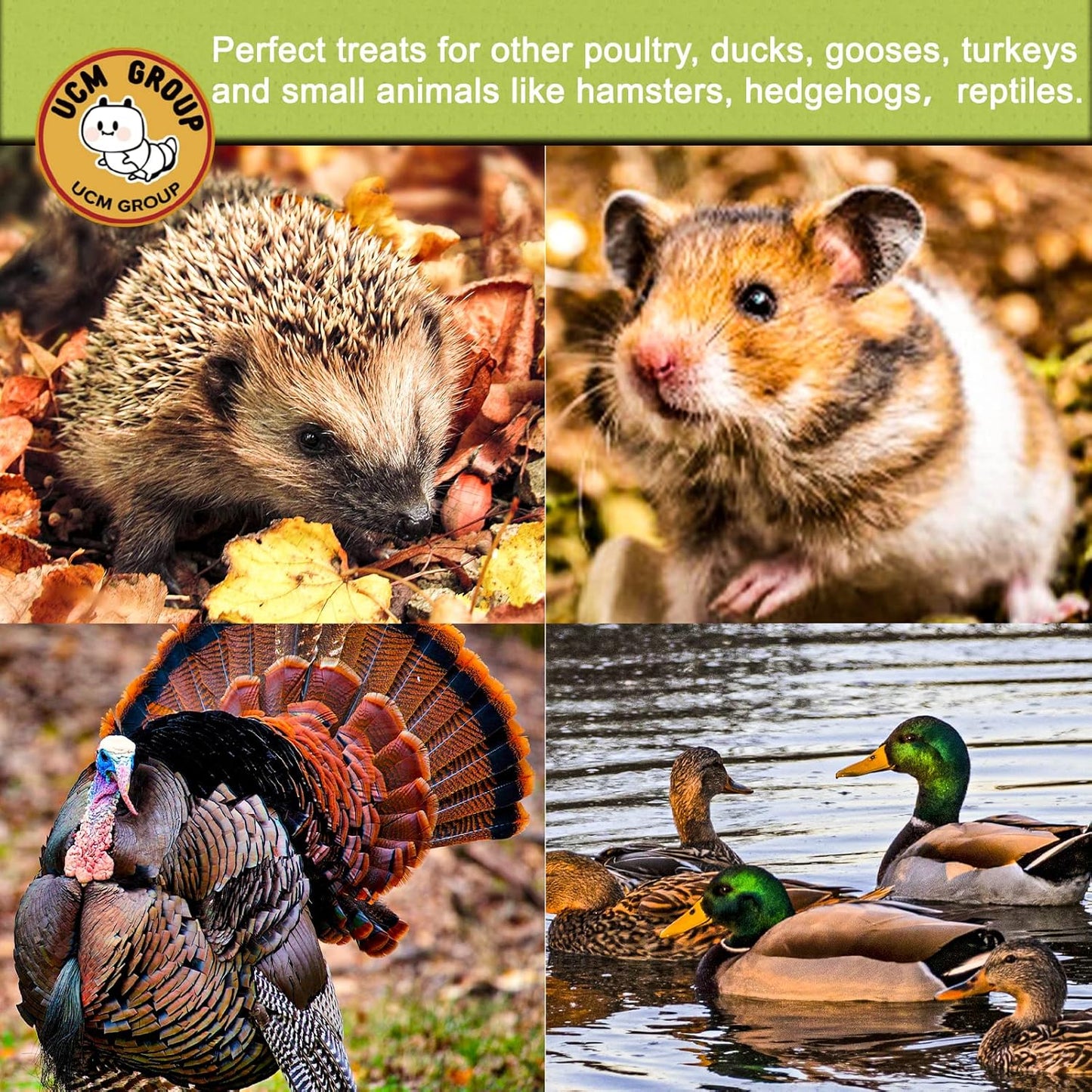 UCM Group 20LB Dried Black Soldier Fly Larvae for Chickens, Poultry, Wild Birds,100% Natural Non-GMO, No Additives, Treat, More Calcium Chickens Treats Than Mealworms, 4 Packs