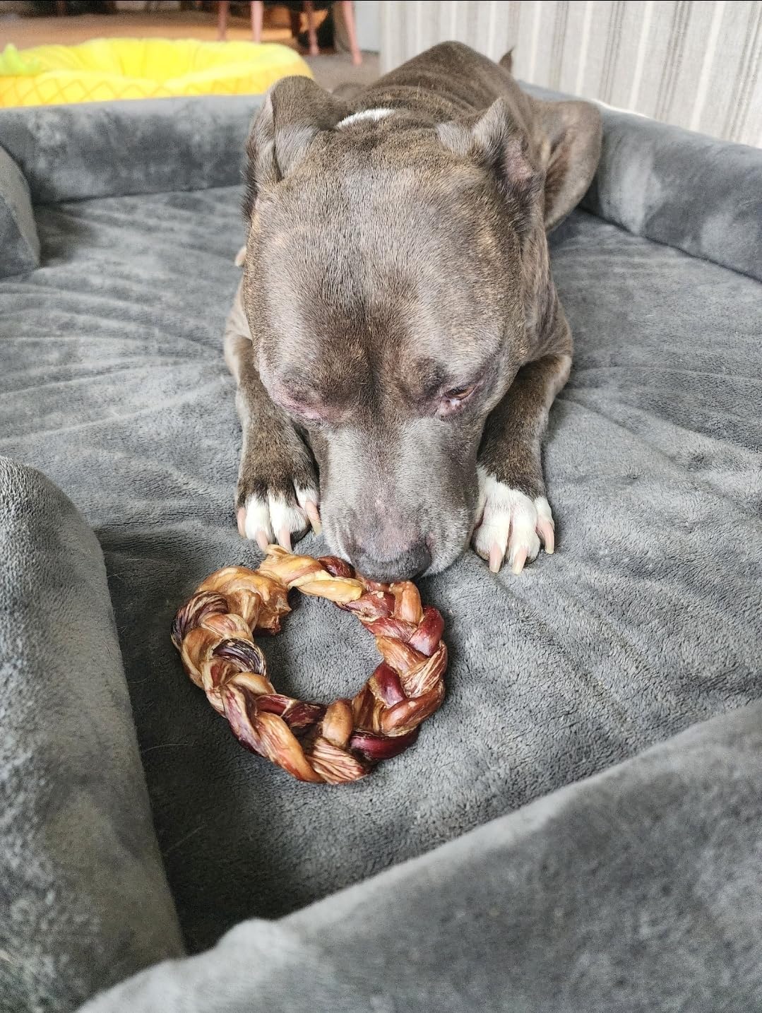 hotspot pets Braided Bully Stick Rings for Dogs -(6 Pack) Premium All Natural Long Twisted Beef Pizzle Dog Chew Treats - Grain Free Fully Digestible Rawhide Alternative Bones