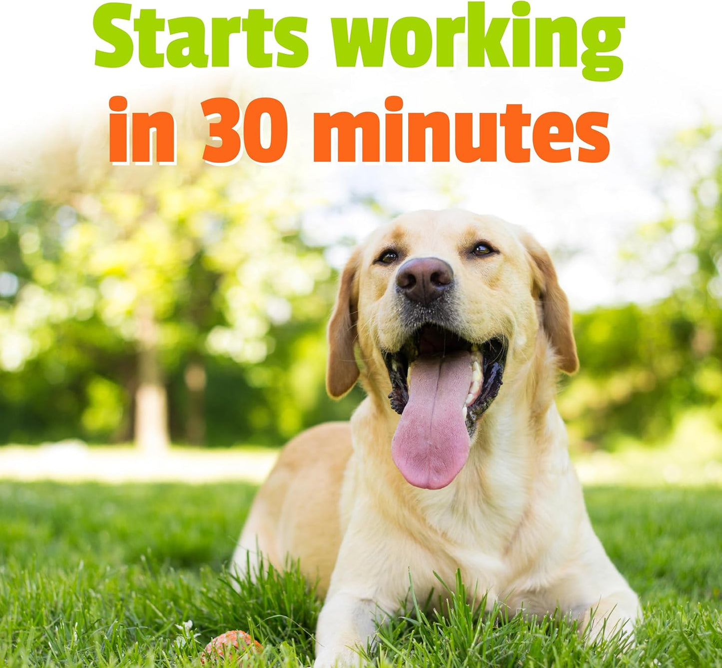 Pet Naturals BusyButter Extra Strength Calming Peanut Butter for Dogs - Great for Dog Toys, Lick Mats, Training, Calming Treats, Dog Anxiety Relief, Grooming, Treats and More - 1 6oz Pouch