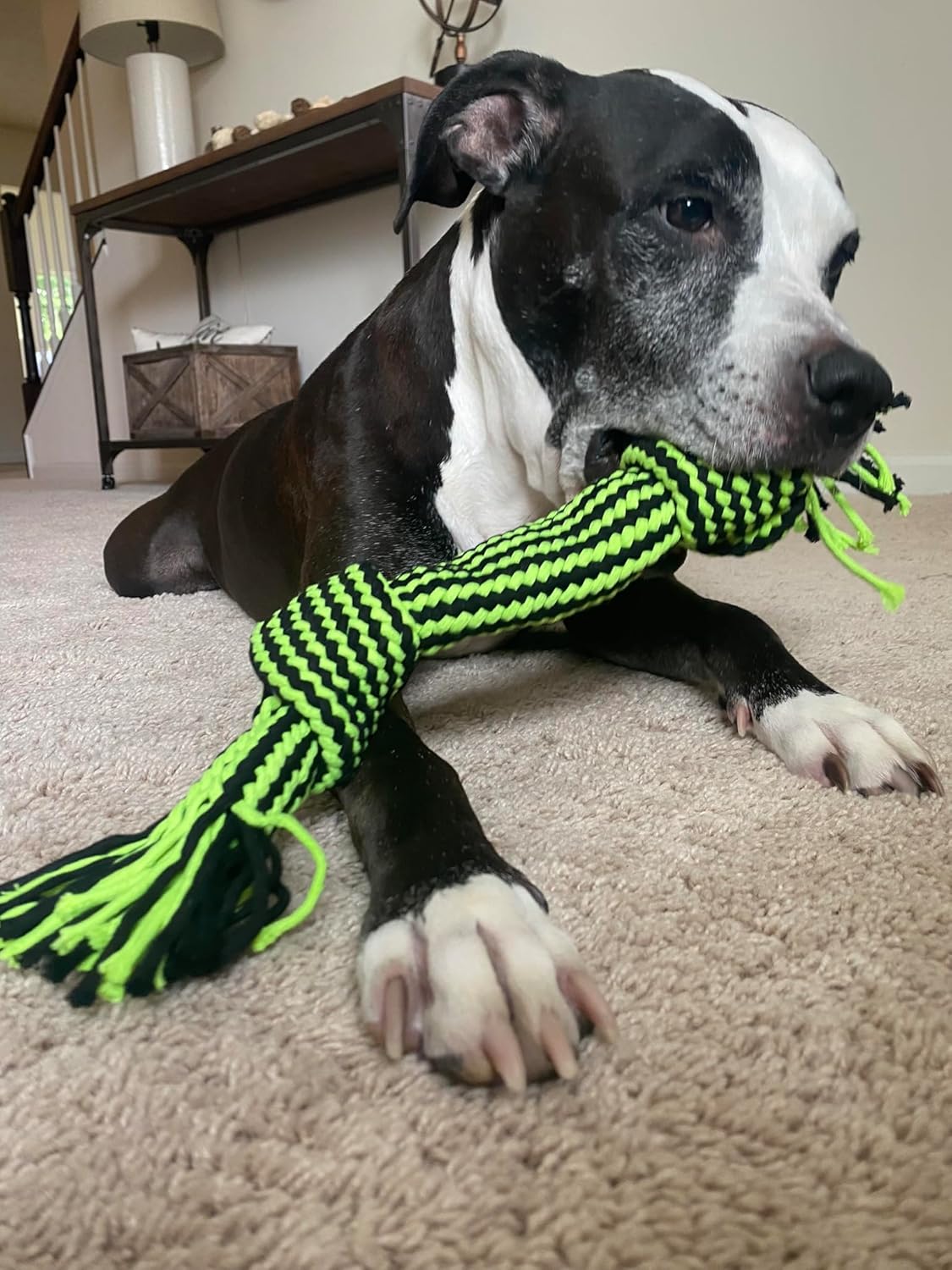 Jolly Pets Knot-N-Chew 3 Knot Squeaker Green/Black Large/x Large, JTJP043