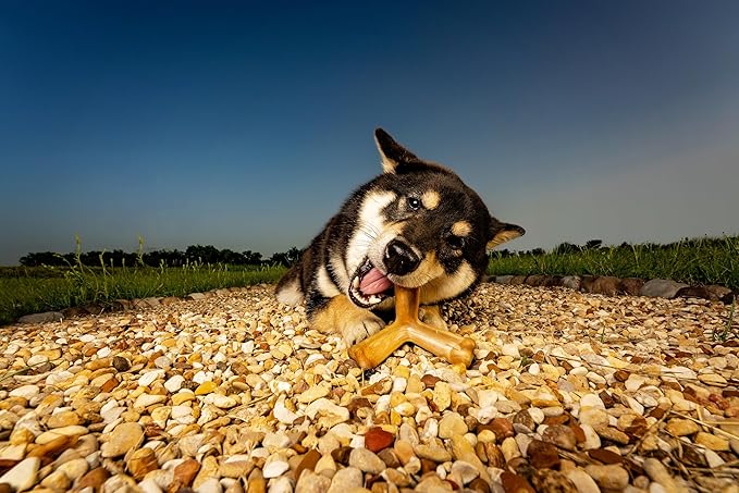 N-Bone Quado Interactive Chew, Peanut Flavor, Average Joe, 2.8oz, Natural, Medium (Pack of 1)