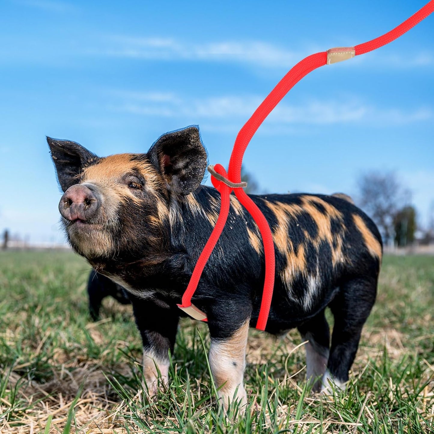Mini Pig Harness & Leash, Adjustable 8 Feet Long Rope for Small to Medium Pet Pigs