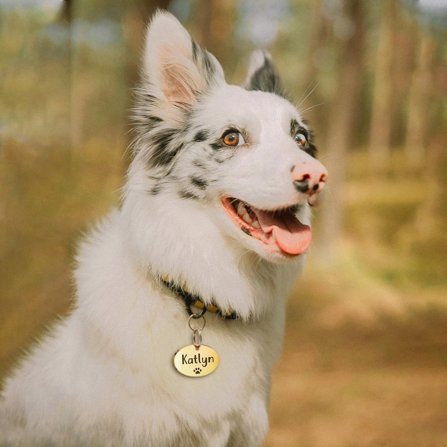 Anavia Small Size Dog Cat ID Tags, Small/XS Personalized Color Plated Stainless Steel Puppy Kitten Name Tags, Customized Engraved Nameplate Pet Collar Tag (Black, Oval)