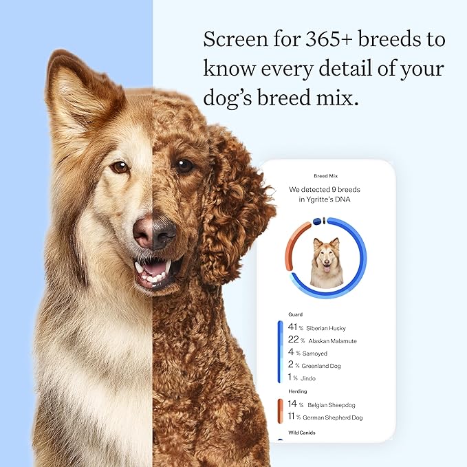 Wisdom Panel Essential Dog DNA Kit: Most Accurate Test for 365+ Breeds, 30 Genetic Health Conditions, 50+ Traits, Relatives, Ancestry - 1 Pack