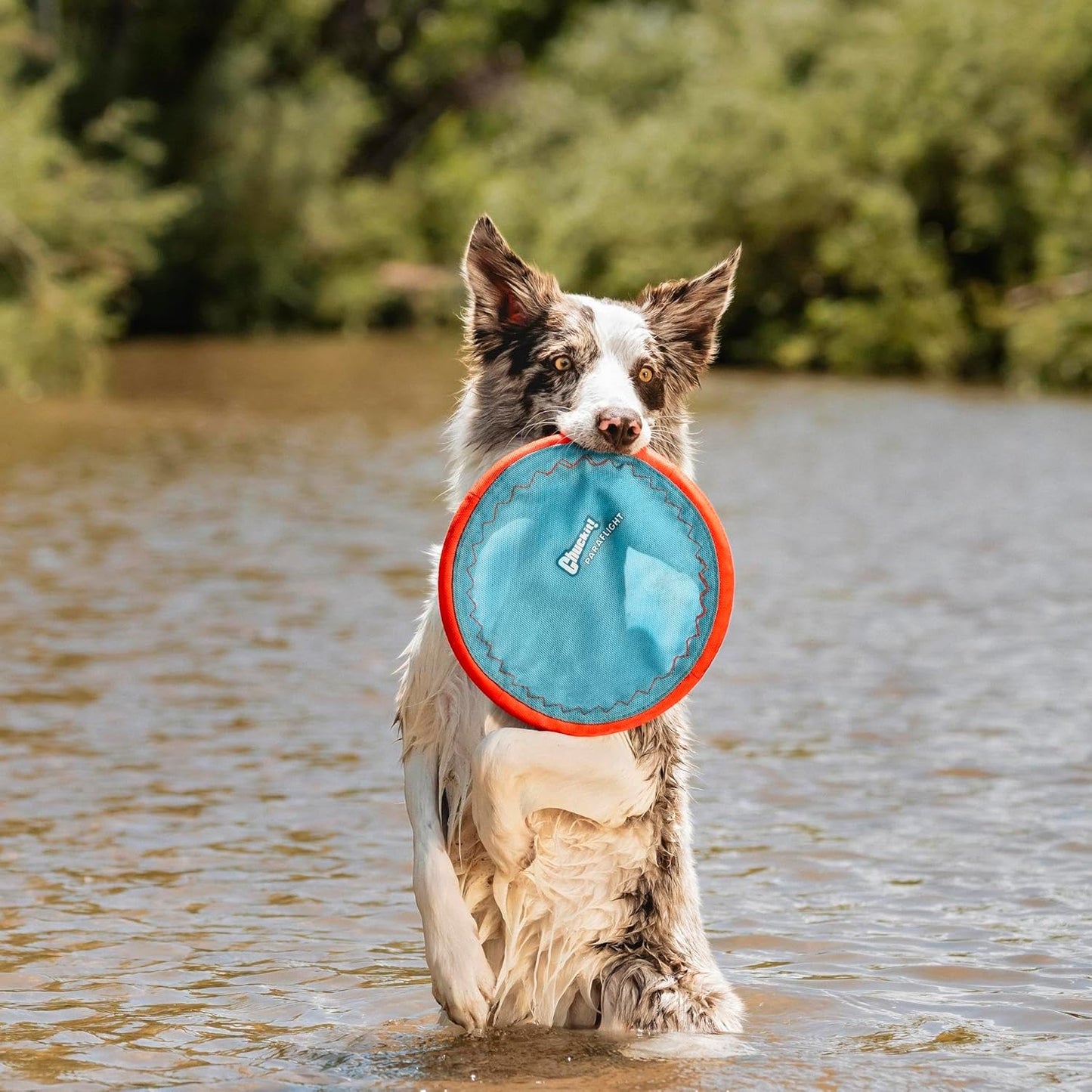 Chuckit! Paraflight Flying Disc Dog Toy - Water Floating Flyer - Durable Nylon Construction with Soft Rubber Edges - For Medium and Large Dogs - Size Large - 9.75" L x 9.75" W - Pack of 1