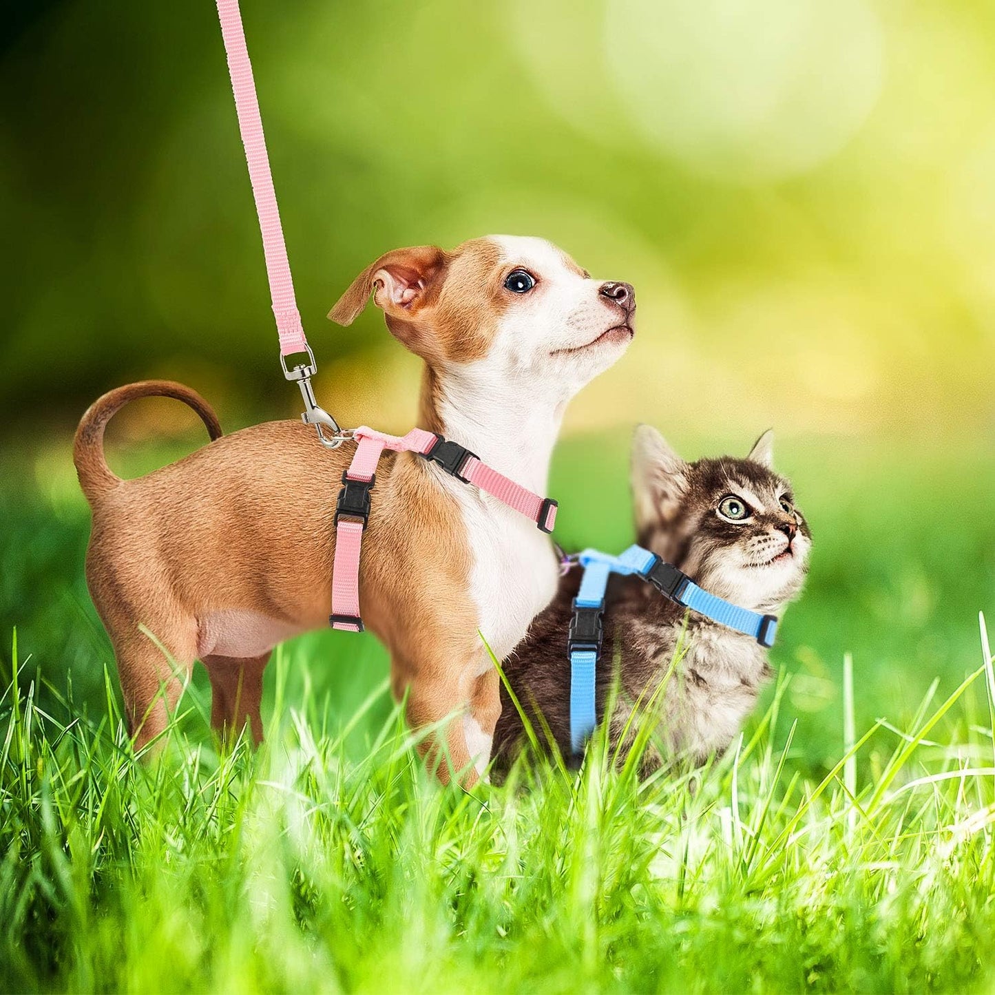 Outus 5 Pieces Adjustable Rabbit Harness and Leash Set Escape Proof Bunny Harness Vest for Pet Running Walk Jogging Bunny Cat Puppy Kitten Ferret and Other Small Pet(Fresh Color)