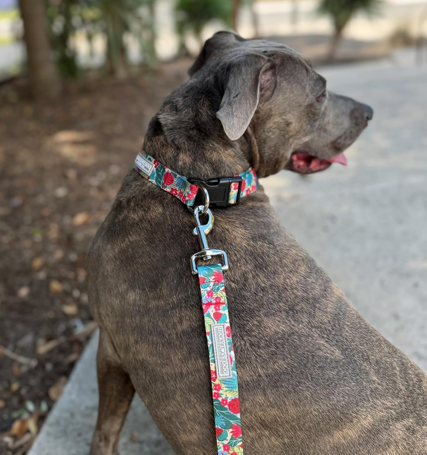 Lucky Love Dog - Easy Click Buckle Dog Collar with Leash Set Combo, Durable & Comfortable for Male & Female Dogs, Pet Collar for Small to Large Dogs, Secure Fit - Ginny Combo, XS