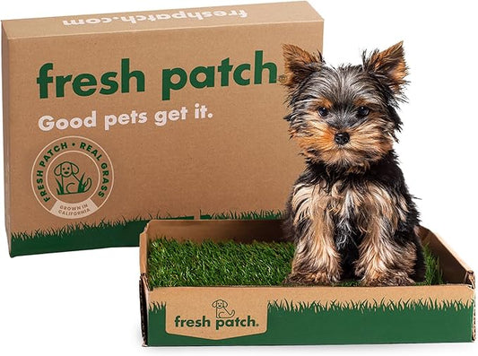 Fresh Patch Mini Real Grass Patch for Dogs, Cats, and Small Pets Under 8 Pounds – Disposable Pet Grass Pee Pads – Indoor and Outdoor Potty Training Mat (12 Inches x 16 Inches)