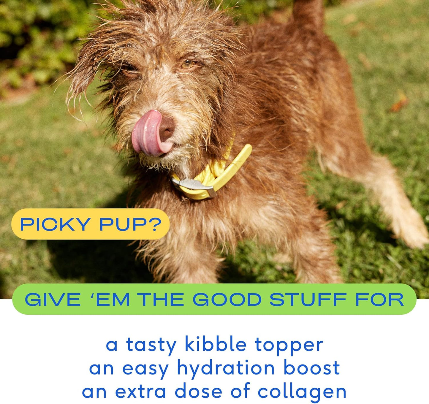 Native Pet Beef Bone Broth for Dogs (4.75 oz) & Organic Pumpkin for Dogs (8 oz.) - Dog Bone Broth Powder Food Topper for Picky Eater and All-Natural, Organic Fiber Pumpkin Powder