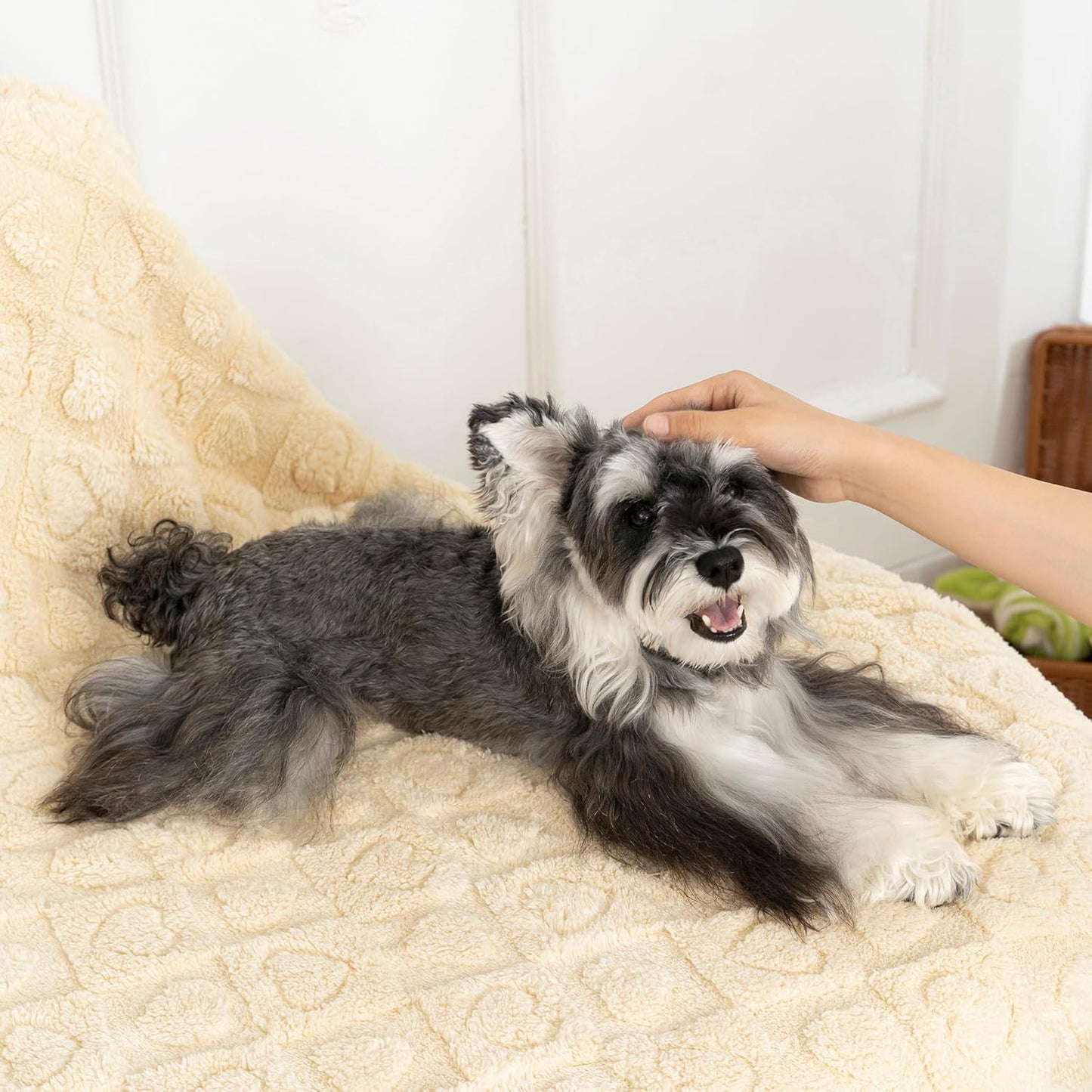 gogobunny Calming Plush Dog Cat Blanket 300GSM Coral Fleece, Ultra-Soft Machine Washable Pet Bedding for Small Medium Dogs Cats Puppies Kittens (Beige, 40x50)