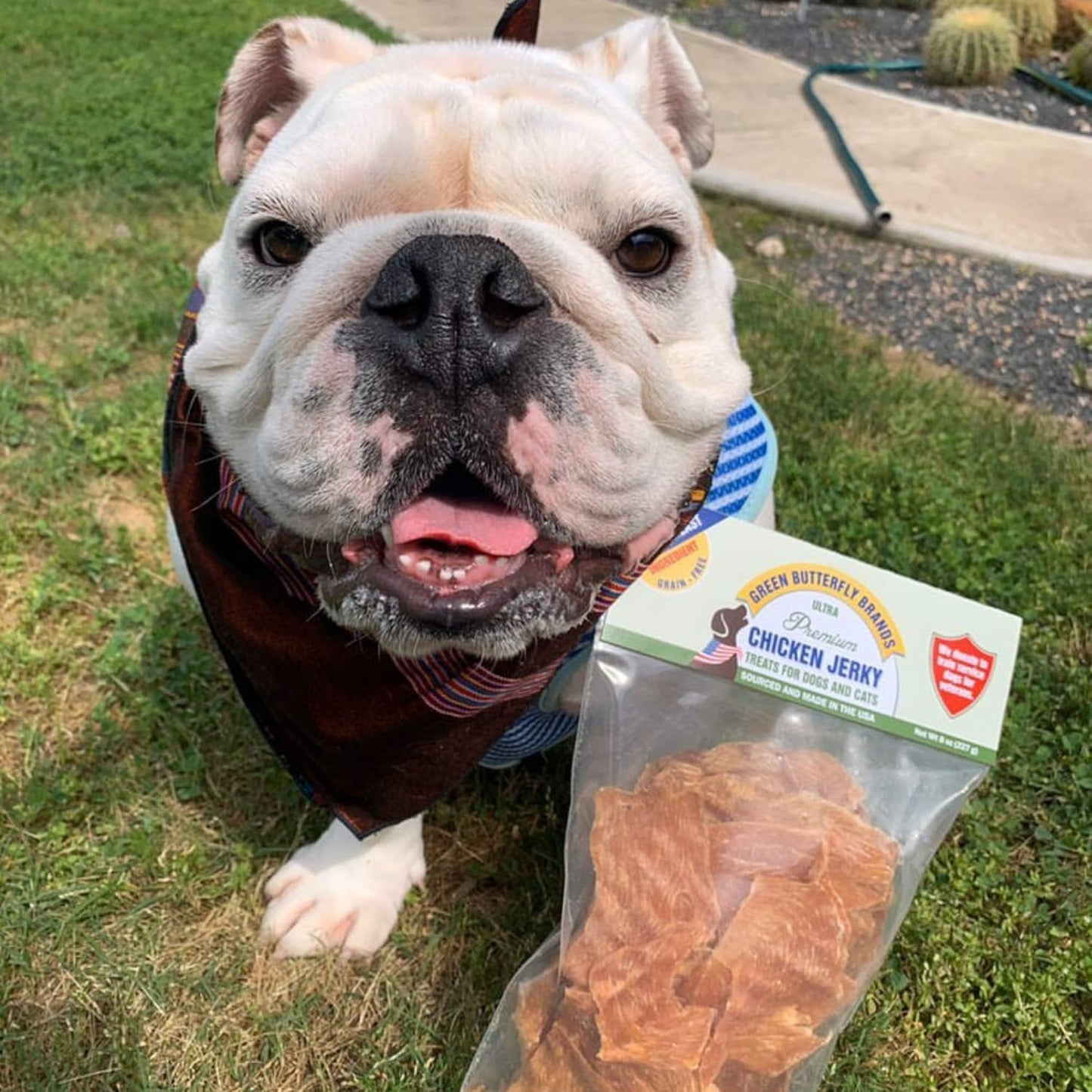 Chicken Jerky - Dog Treats Made in USA Only - 1 Ingredient: USDA Grade A Chicken Breast - No Additives or Preservatives - Grain Free Snack, All Natural Premium Strips, 8 Ounces