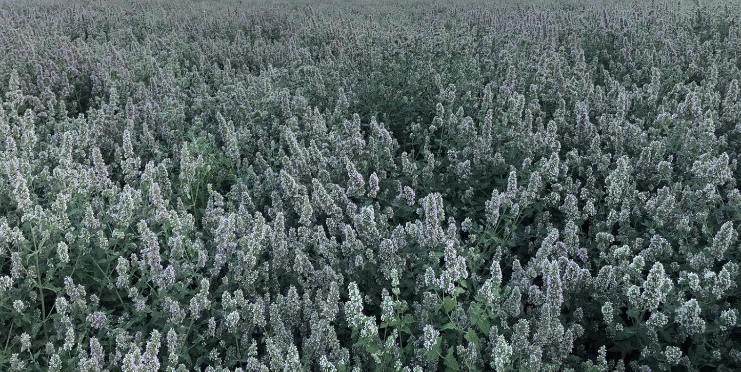 from The Field | No Mess Catnip Pellets | 2 Oz Bag | Compressed, Potent USA-Grown Catnip & Silver Vine | Resealable Bag | Safe for Play & Nibbling | Long-Lasting, Eco-Friendly Cat Treat