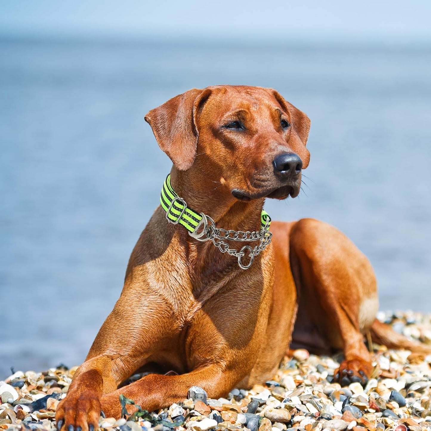 Martingale Collar Dog with Reflective,Nylon Soft Padded Adjustable Choke Collar for Large Breed Dogs, Medium, XL, XXL - Training & Walking Pet Safety Collar (Green M)