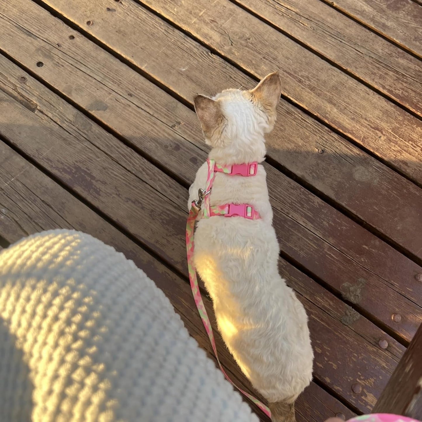 azuza Cat Harness and Leash Set for Safe Walking and Travel, Escape Proof Cat Harness, Lightweight Soft and Comfortable, Adjustable Kitten Harness for Small Medium Large Cats, Pink Camo