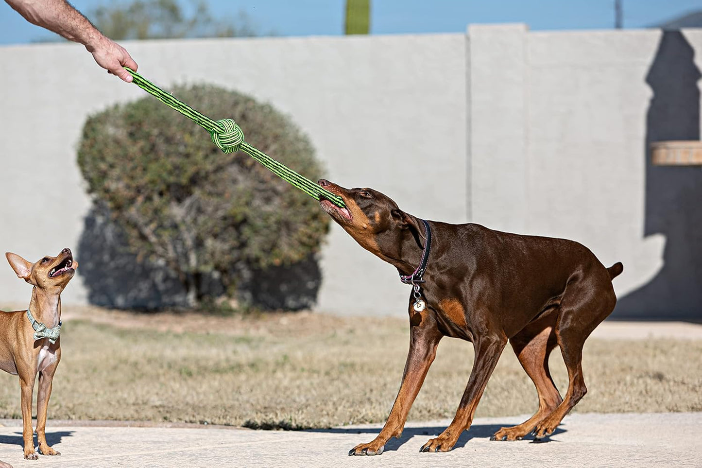 Jolly Pets Knot-N-Chew Small/Medium Gentle Tugger (Pack of 2)