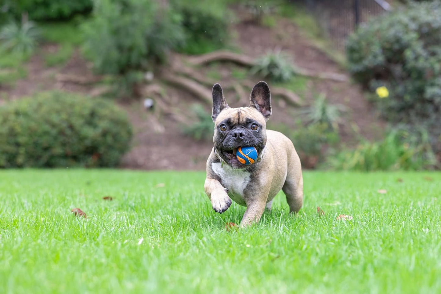 Chuckit! Dog Ultra Squeaker Dog Ball, Small (2 Inch), Pack of 1, For Small Breeds